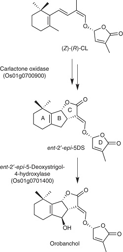 The synthesis pathway of strigolactones 