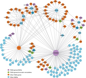 Over 5% of autistic individuals acquire new loss-of-function mutations in some of the candidate genes