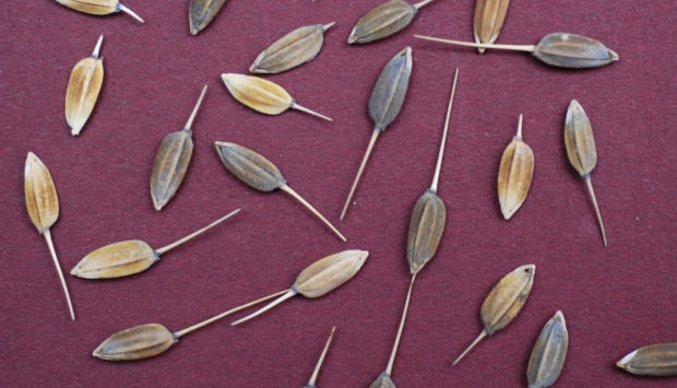 Rice origin gives more insight on new world slave trade - Research ...