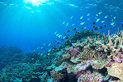 オーストラリア、コーラル海のサンゴ礁に生息する魚。