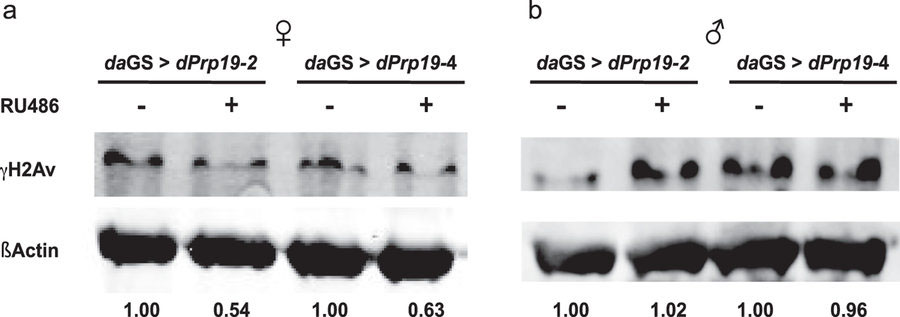 DNA修復因子<i>dPrp19</i>の広汎な過剰発現がDNA損傷を抑制して<i>Drosophila</i>の寿命を延長させる
