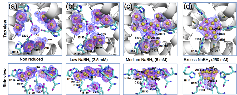 結晶性タンパク質ケージ内における金サブナノクラスター核形成観察