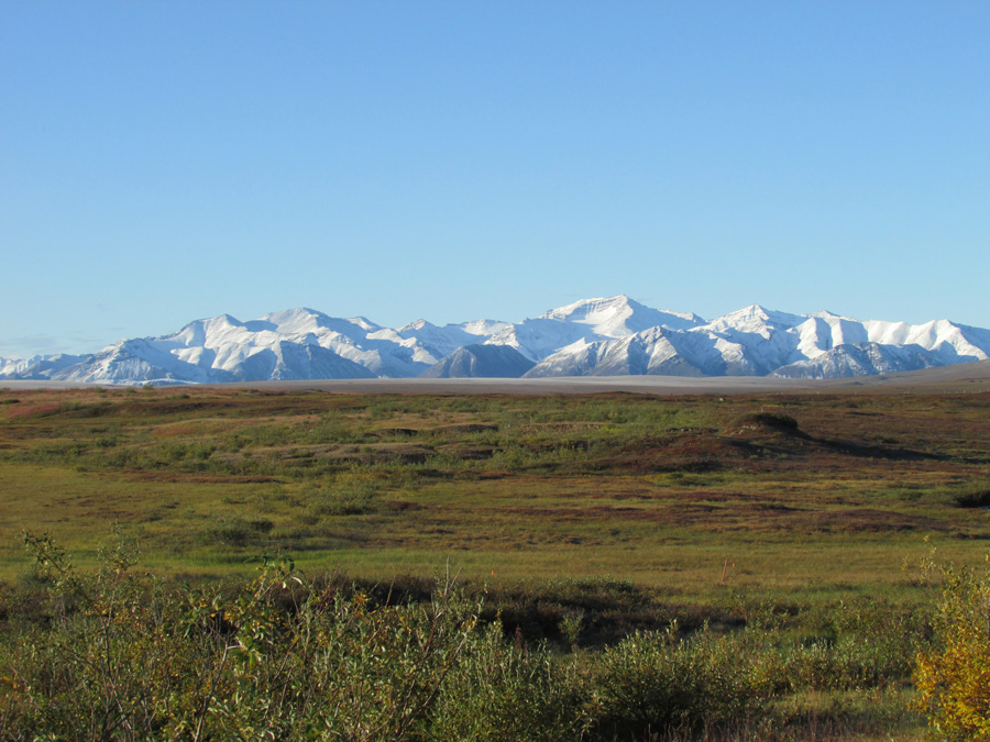 北極ツンドラの生態系。アラスカ北部にある観測施設Toolik Field Stationにて。背景に見えるのはブルックス山脈。