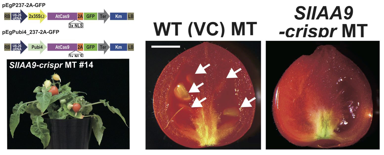 CRISPR/Cas9による単為結果性トマトの迅速育種