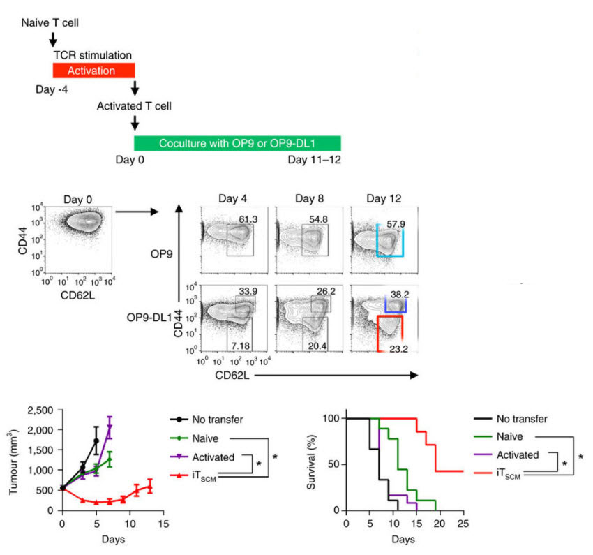 Notchシグナルによる活性化T細胞のステムセルメモリーT細胞への転換と養子免疫療法への応用