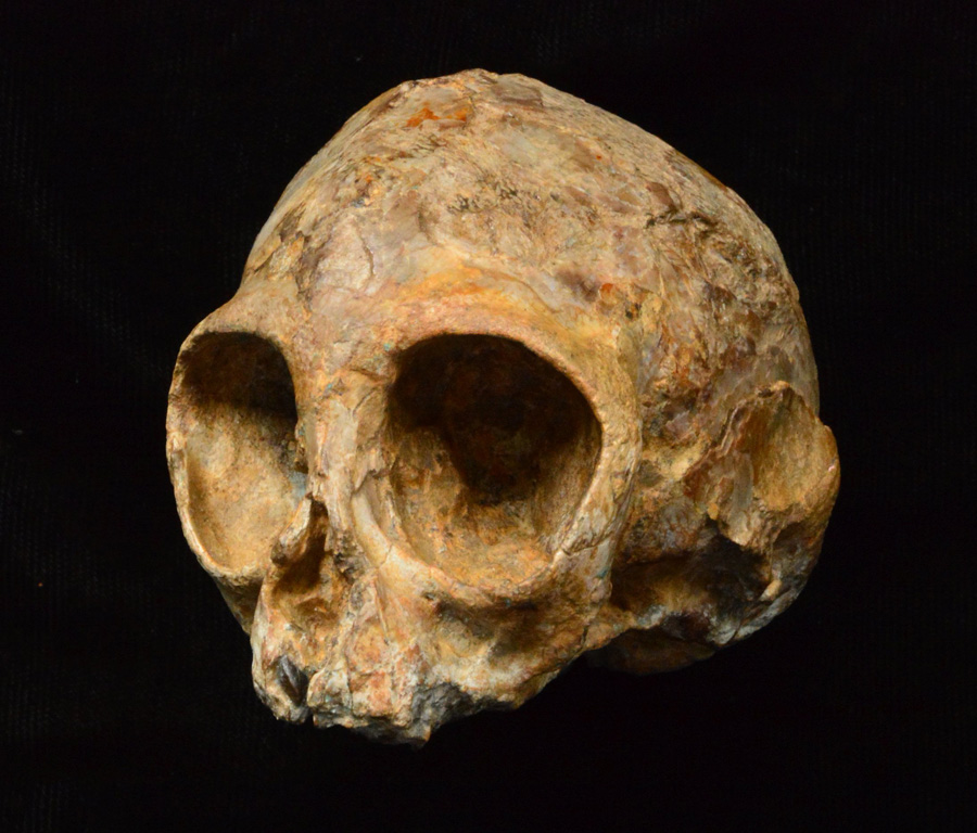 今回発見された新種の絶滅類人猿<i>Nyanzapithecus alesi</i>の頭蓋標本（KNM-NP 59050）。