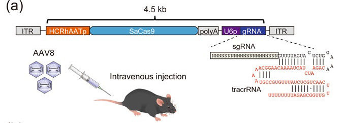AAVベクターの生後投与を介したCRISPR/Cas9ゲノム編集により血友病Bマウスを治療