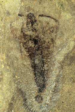 デボン紀の昆虫<i>Strudiella devonica</i> の化石。
