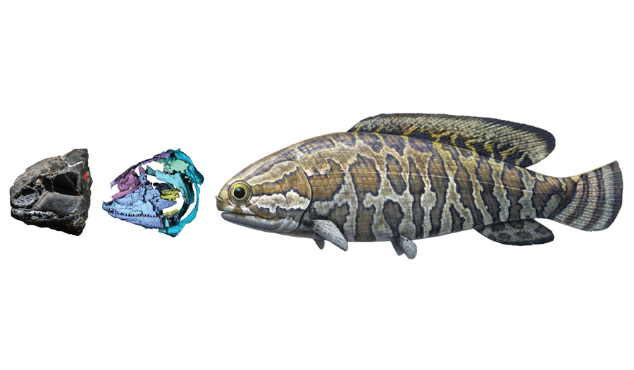 2億5000万年前の化石魚<i>Fukangichthys longidorsalis</i>の頭蓋骨（左）とそのバーチャルモデル（中央）、そして全身の再現図（右）。