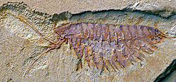 大付属肢節足動物の一種<i>Leanchoilia illecebrosa</i>の化石。<i>Alalcomenaeus</i>とは近縁で、鋏角類とは遠縁に当たる。