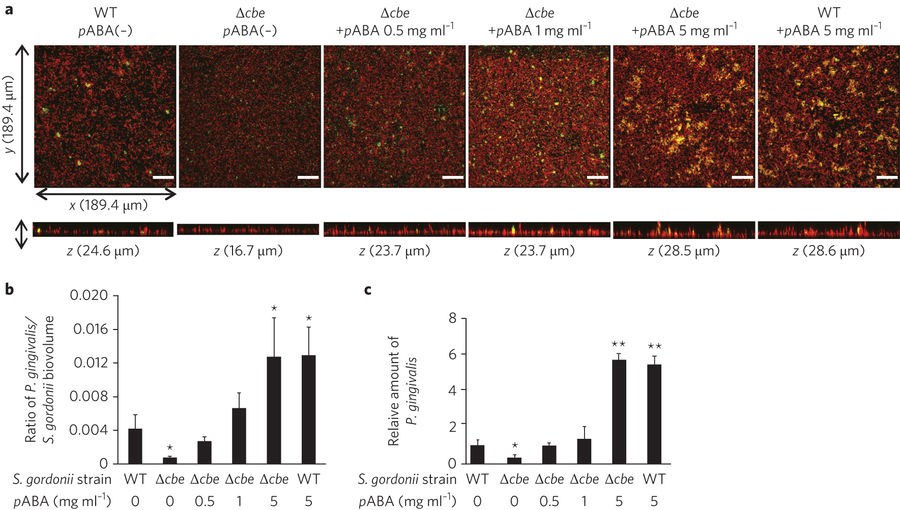 口腔内に複数の微生物が感染していると代謝のクロストークにより<i>Porphyromonas gingivalis</i>の定着および病原性が調節される