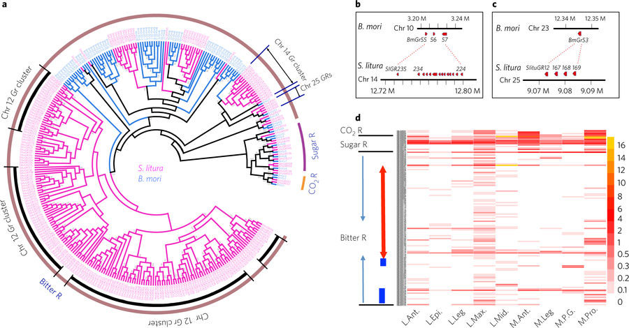 Q&A: 多食症と過食症
