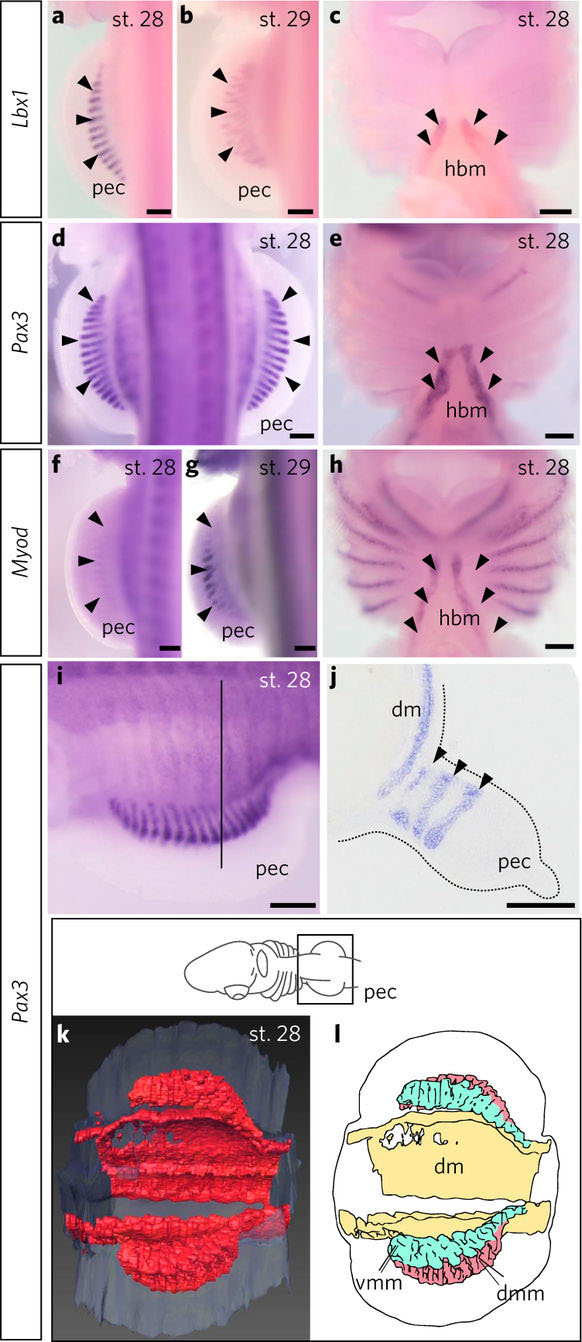 全脊椎動物の共通祖先に存在した移動性の対鰭筋前駆細胞群