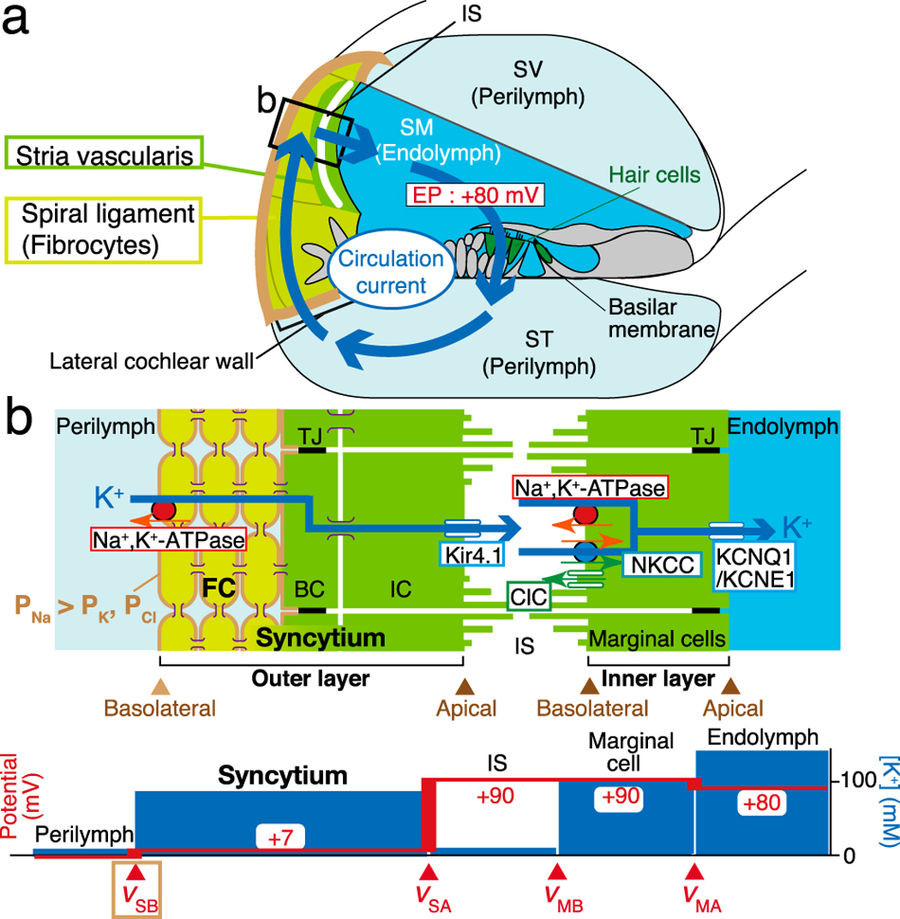 哺乳類の蝸牛の恒常性維持に不可欠な定常電流の成立機構：コンピュータモデリングによる解析と特殊なイオン輸送の必要性