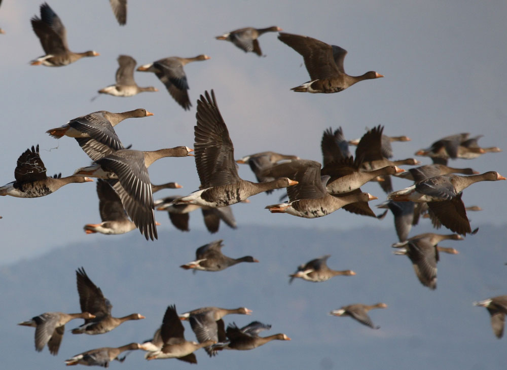 宮島沼（北海道美唄市）の上空を飛ぶマガン（<i>Anser albifrons</i>）の群れ。マガンは、今回の研究で西アジアにおいて個体数の減少が示された水鳥の1種である。
