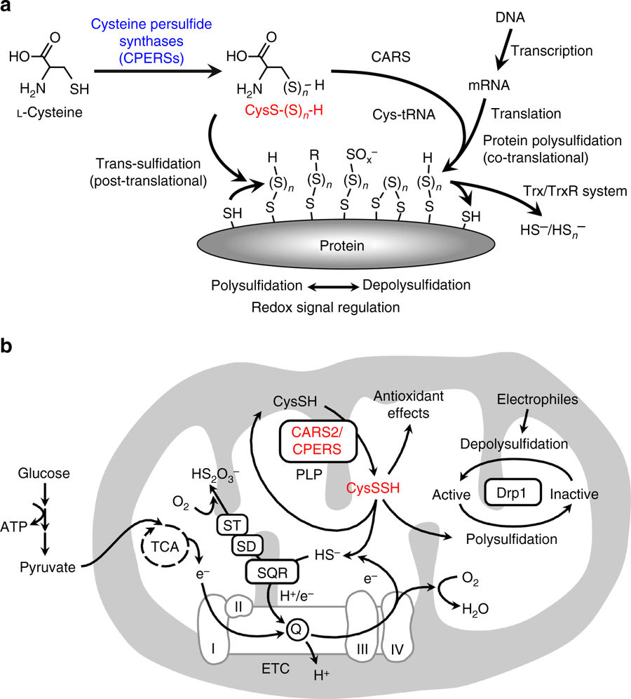 システイン tRNA 合成酵素はシステインポリスルフィド生成とミトコンドリアのエネルギー産生をコントロールしている