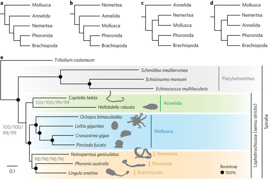 紐形動物と箒虫動物のゲノムから冠輪動物の進化と左右相称動物の頭部の起源が明らかになった