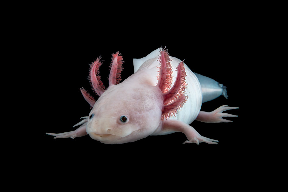 飼育下のメキシコサンショウウオ（アホロートル）。アホロートルは肢や器官を再生できることから、再生研究の貴重なモデル生物となっている。
