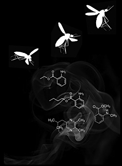 今回、新たに発見された昆虫忌避剤の候補化合物と、それをよける蚊（イメージ画像）。