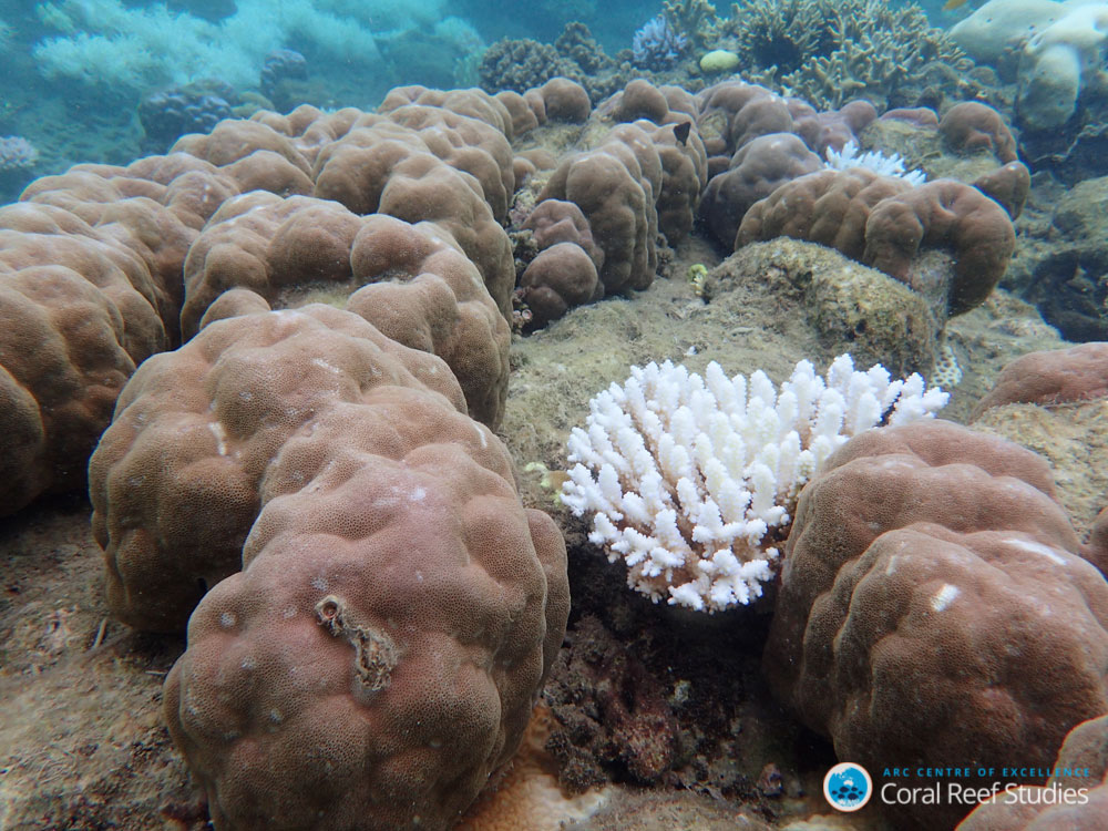 白化の被害状況はサンゴの種類によって異なり、例えば、枝状サンゴでは深刻な白化が見られるのに対し、その周囲の塊状サンゴでは白化はほとんど見られなかった。
