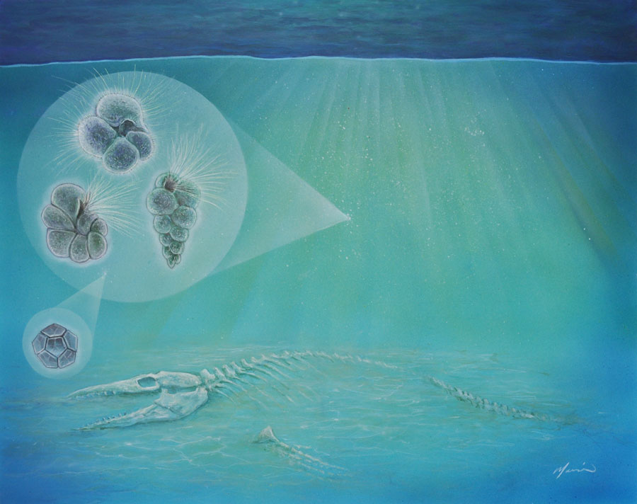白亜紀末の大量絶滅を引き起こした小惑星の衝突後、チクシュルーブ衝突クレーター内にはわずか数年でプランクトンが戻ってきていた。