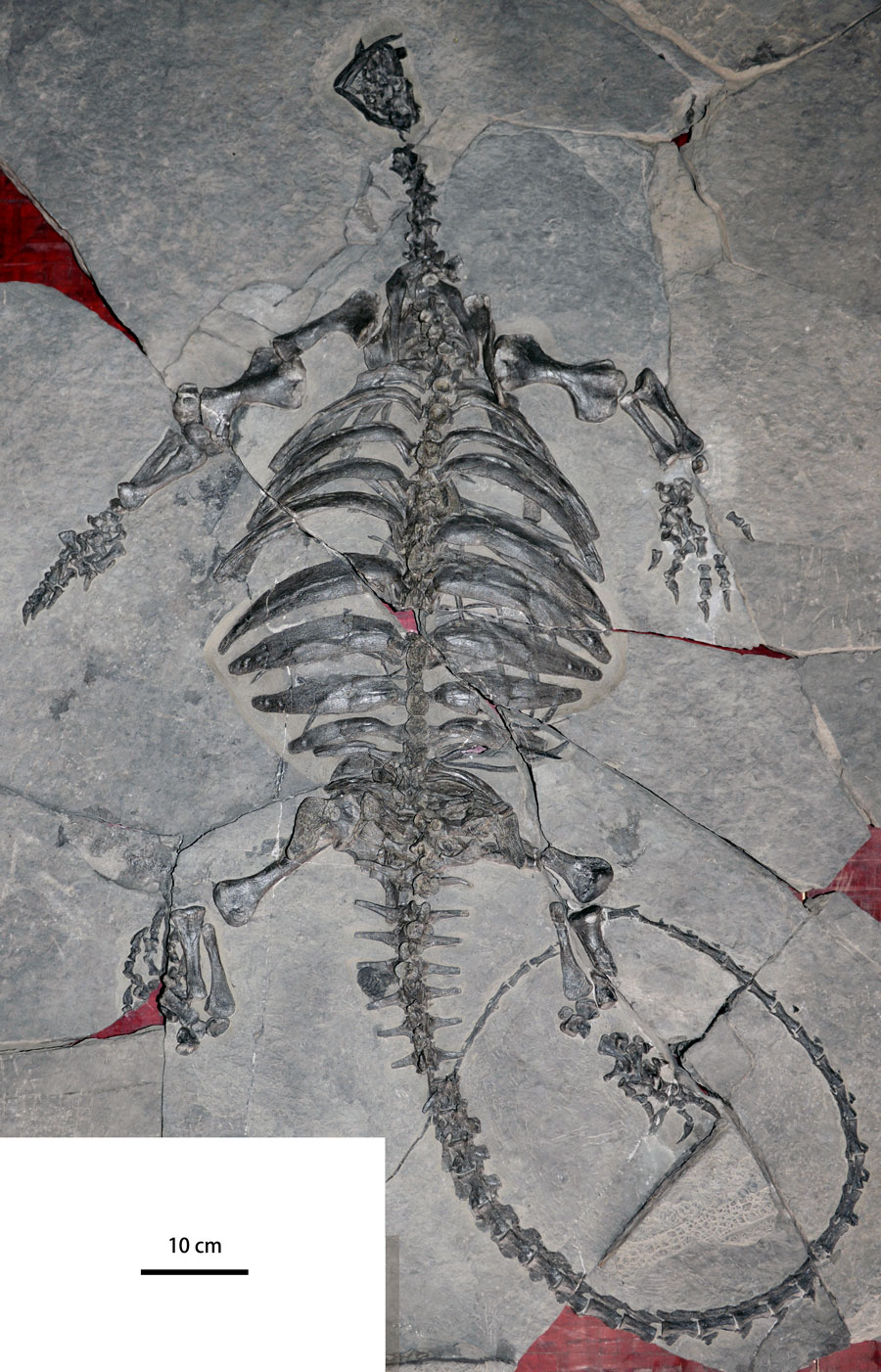 中国貴州省の後期三畳紀（約2億2800万年前）の堆積層から発見された、ステム群カメ類<i>Eorhynchochelys sinensis</i>の関節がつながった全身の骨格。