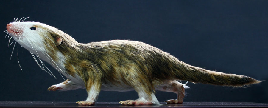 ジュラ紀の哺乳型類モルガヌコドンの想像図。体のサイズはわずか4〜6 cmと原始的な哺乳類の中でも特に小さかった。