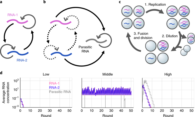 人工細胞システムにおける協力的RNA複製の持続可能性と共進化
