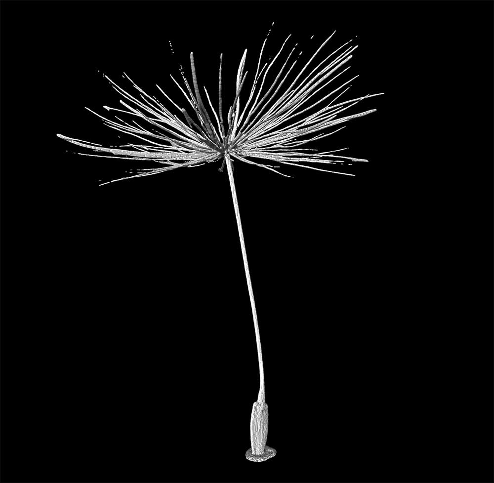 タンポポの種子のマイクロCTスキャン画像（灰色に着色）。