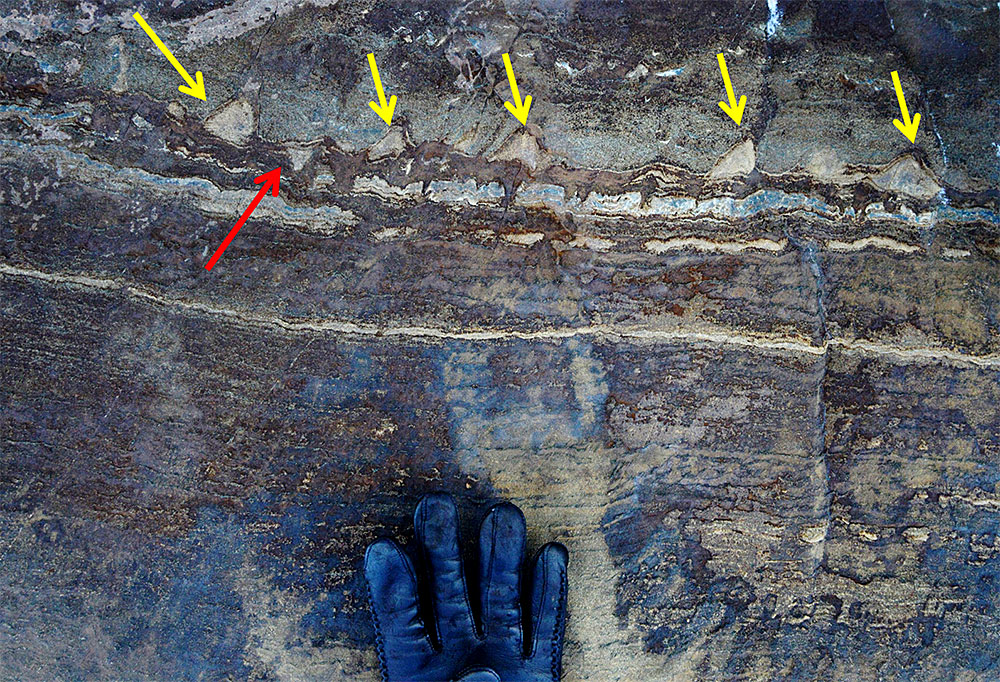 以前の研究でストロマトライトであるとされた構造物（黄色の矢印）。この露出には下向きの類似構造（赤色の矢印）も認められ、一連の構造物が海底からの上向きの成長を示唆するものではないことが示された。