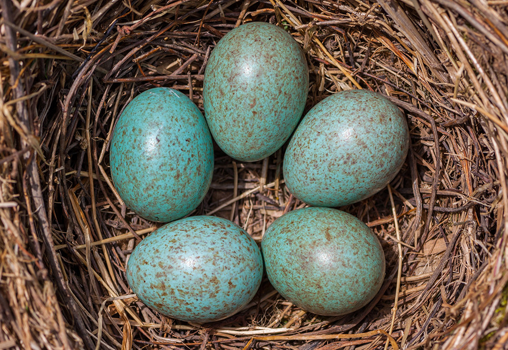 鮮やかな色と斑点模様を有するクロウタドリの卵。今回、有色卵を産むという鳥類の特徴が、祖先である非鳥類型恐竜から受け継いだものであることが示された。