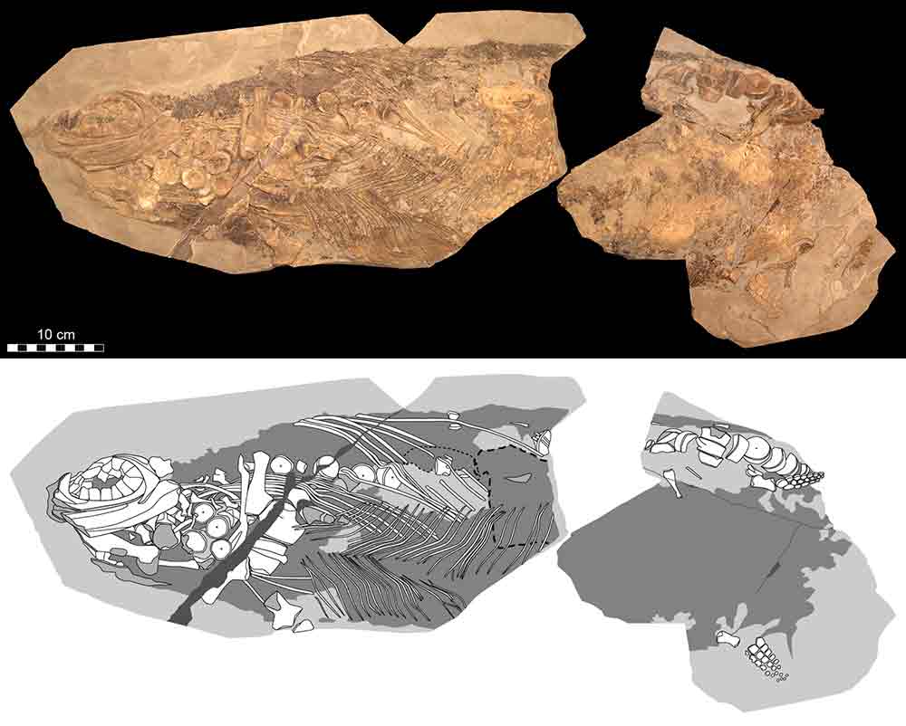 約1億8000万年前の魚竜の化石の画像(上)とその図示(下)。