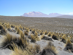 今回の調査対象地域の1つ、ペルーの乾燥生態系。