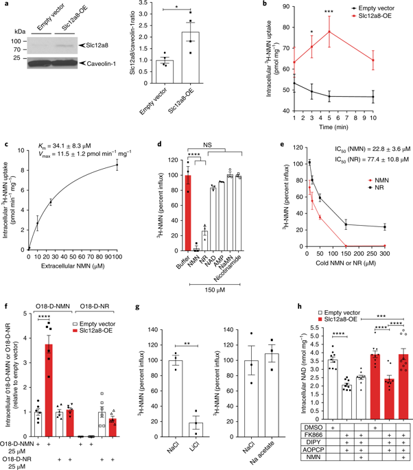 Slc12a8はニコチンアミドモノヌクレオチド輸送体である