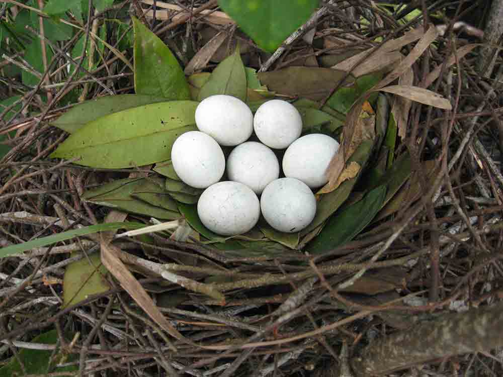 オニオオハシカッコウの協同で営巣する2羽の雌が産んだ卵（パナマのバロ・コロラド島にて）。