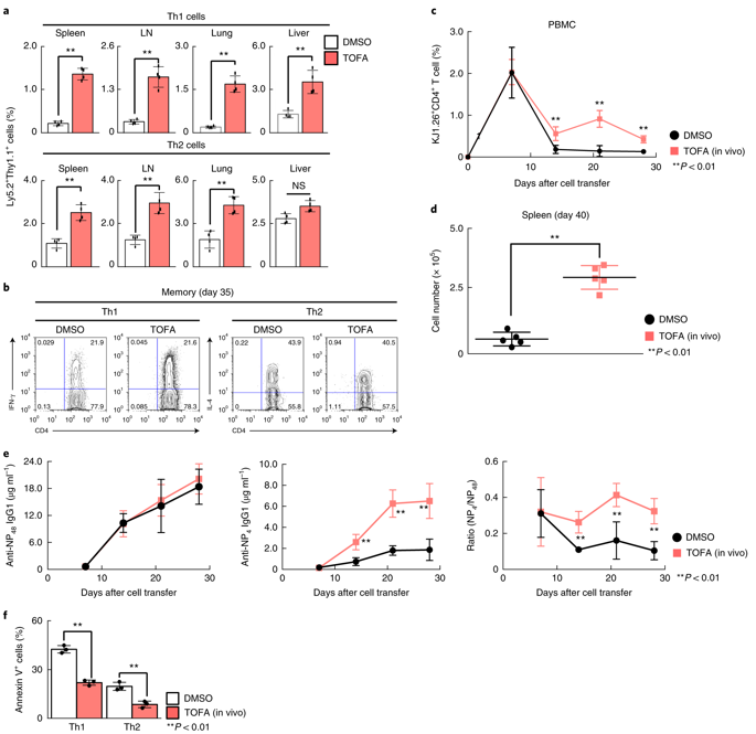 ACC1は脂肪酸合成経路を介して記憶CD4<sup>+</sup> T細胞への運命決定を制御する
