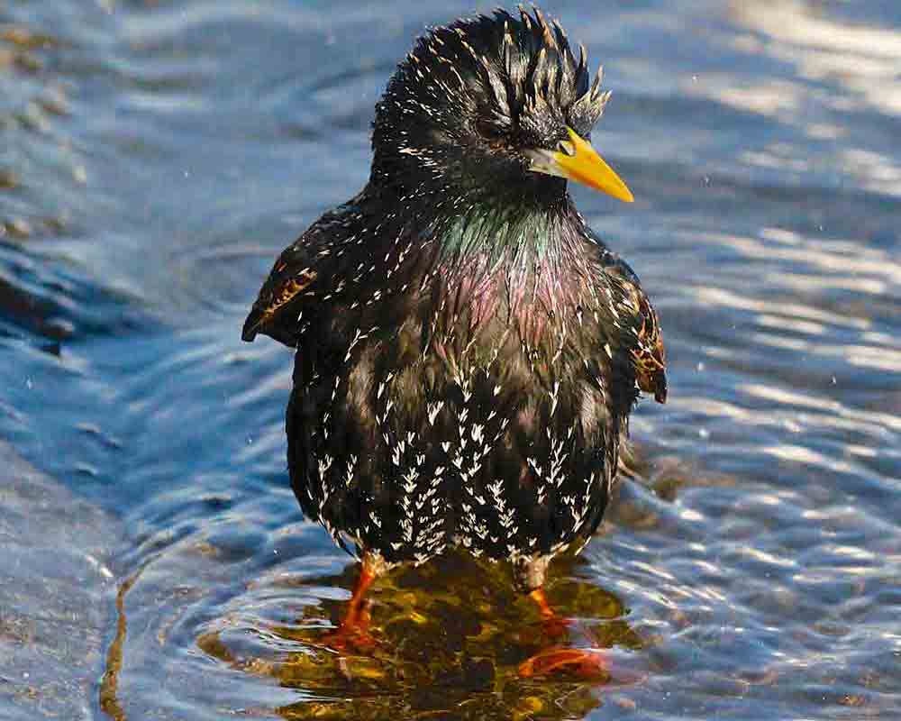 ホシムクドリ（<i>Sturnus vulgaris</i>）はヨーロッパ原産だが、現在では南アフリカ、ニュージーランド、北米など、世界各地に外来種として分布している。特に北米への導入は、この鳥がシェークスピアの作品に登場することが理由であった。