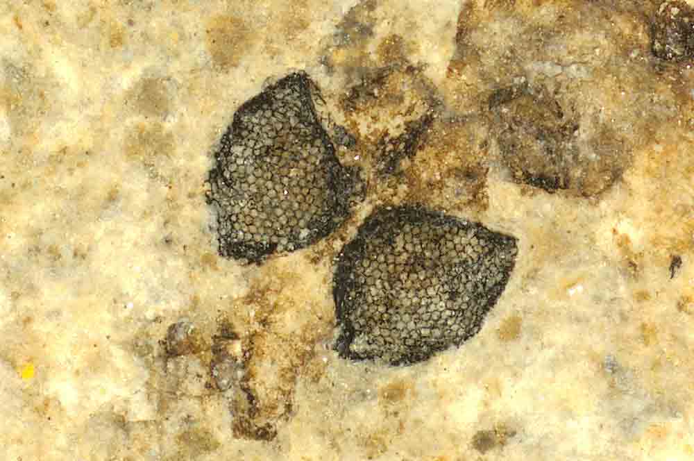 ガガンボ化石の頭部。複眼（直径約1.25 mm）には規則的に並んだ六角形の個眼が認められる。