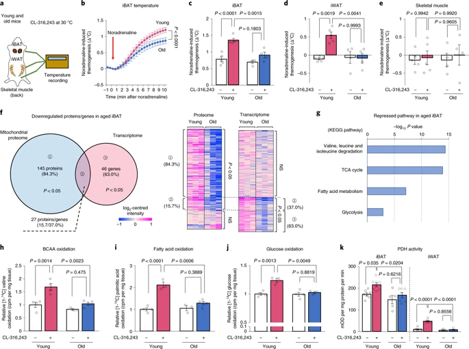 ミトコンドリアのリポイル化が褐色脂肪熱産生の加齢に伴う低減を統合する