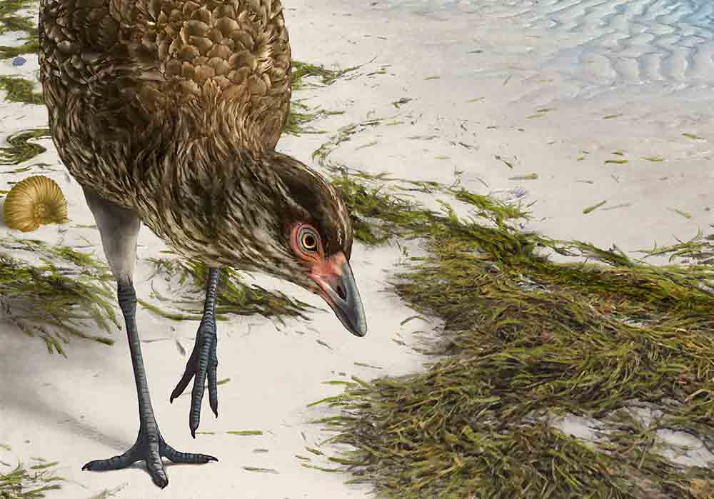 <i>Asteriornis maastrichtensis</i>の想像図。この最古の現生鳥類は、恐竜類がまだ地上を闊歩していた後期白亜紀に海辺で生息していたと考えられる。