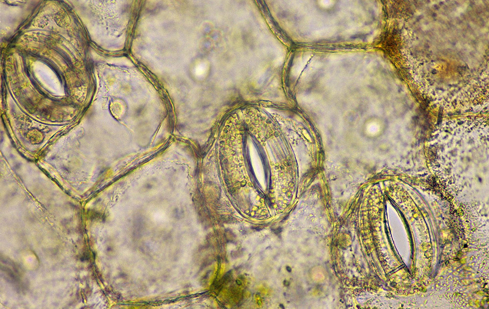 植物の葉の表面には、それぞれが1対の孔辺細胞に囲まれた気孔が多数存在する。