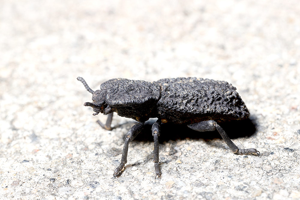 コブゴミムシダマシの一種<i>Phloeodes diabolicus</i>。