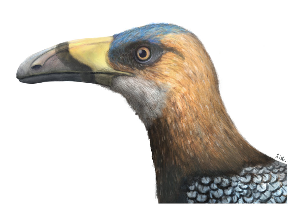 後期白亜紀のエナンティオルニス類鳥類<i>Falcatakely forsterae</i>の頭部（想像図）。