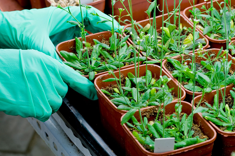 2つの研究チームはいずれも、シロイヌナズナ(<i>Arabidopsis</i>)で2つの免疫経路間のクロストークを見いだした。