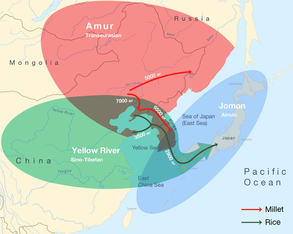 北東アジアにおける言語と農耕と遺伝子の拡散の様子。地図の色分けは祖先集団（赤色：アムール、緑色：黄河、青色：縄文）を、矢印は農耕民の移動（赤色：キビ農耕民、緑色：イネ農耕民）を示す。