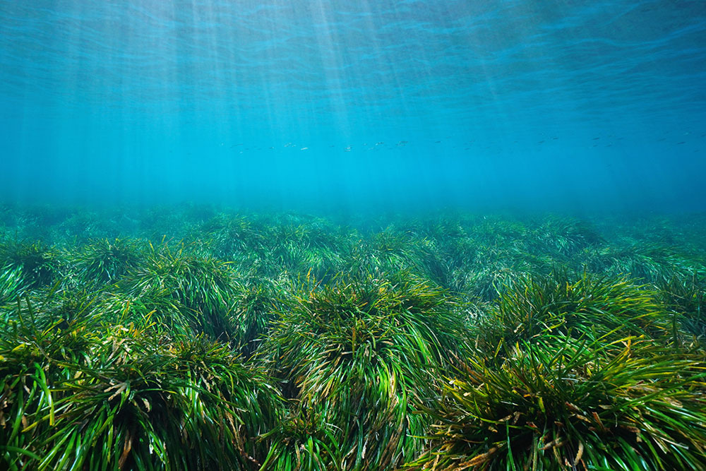 地中海の海底に広がる海草<i>Posidonia oceanica</i>の藻場。
