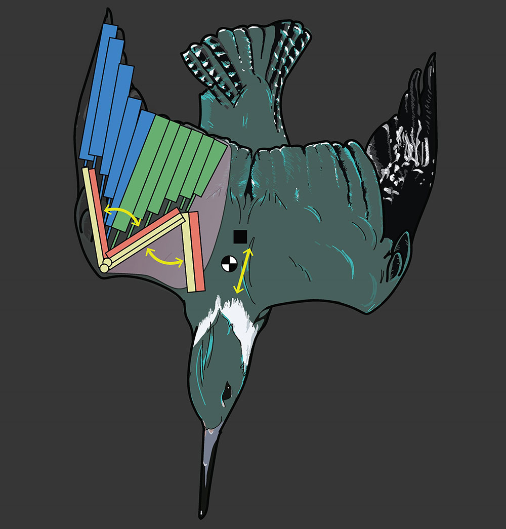アメリカヤマセミが急降下する際の姿勢のレンダリング画像。慣性特性の推定に用いた、翼の構成要素の一部が簡略化して示されている。市松模様の丸は重心、黒い四角は中性点。