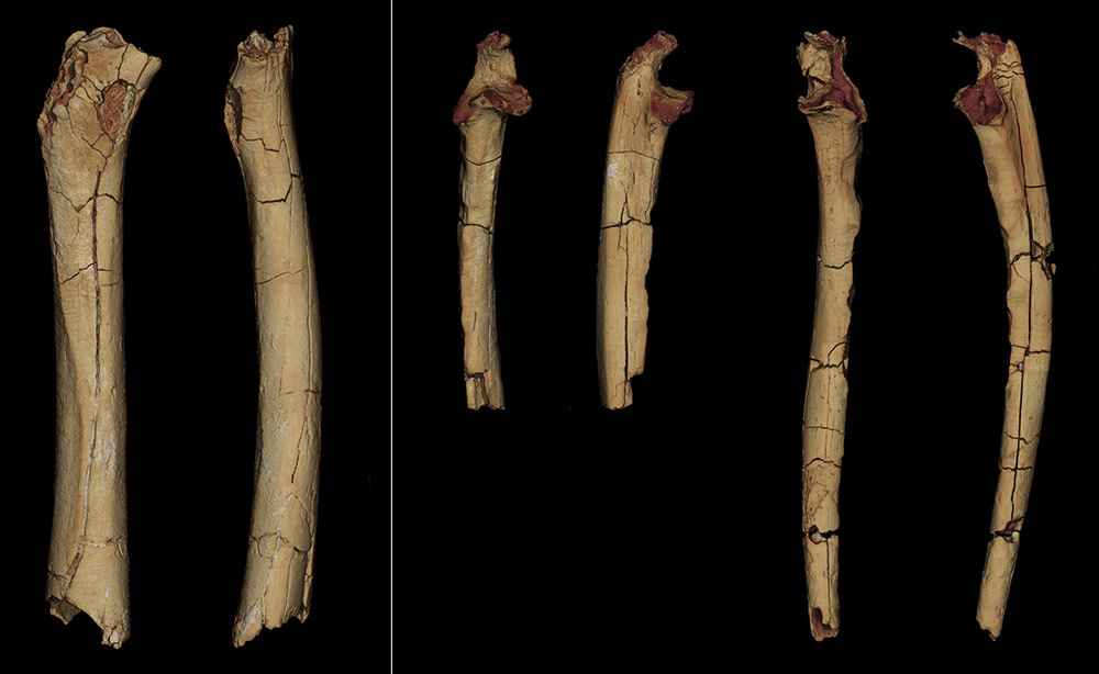 今回分析された、サヘラントロプスの標本の3Dモデル。左から、大腿骨（後面像と内側像）、右尺骨と左尺骨（それぞれ前面像と側面像）。これらは全て2001年に発見されたものである。