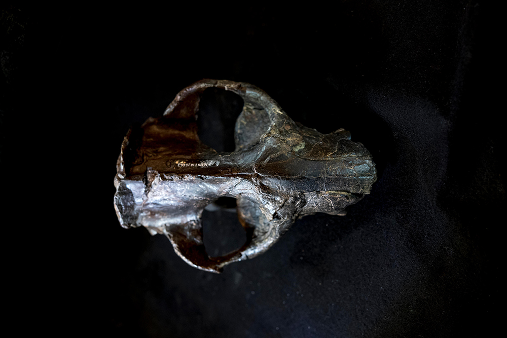 6200万年前の汎歯類<i>Pantolambda bathmodon</i>の頭蓋化石。