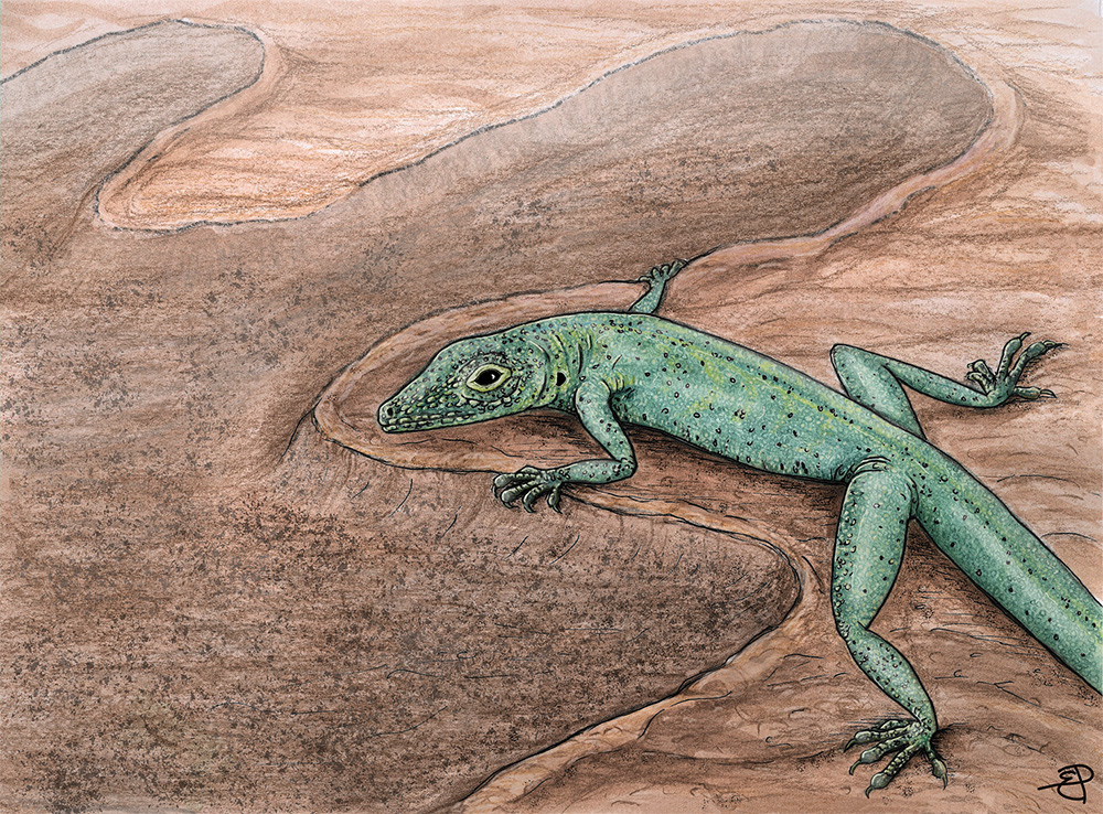 恐竜の足跡の上で日光浴をする、ジュラ紀の有鱗類<i>Bellairsia gracilis</i>の想像図。
